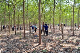 Chuyển đổi rừng khộp sang trồng cao su ở Đắk Lắk: Lợi ít hại nhiều 
